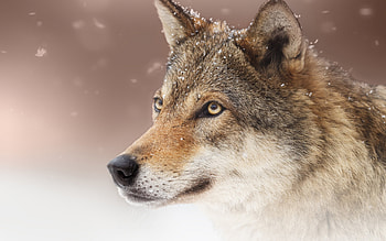 Wolf, animal, face, lup HD wallpaper
