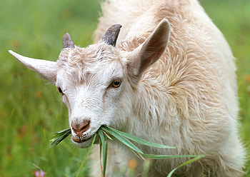 The Saanen, Goats HD wallpaper