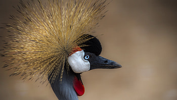 Grey crowned crane, ultra , Bird in high resolution, background HD wallpaper