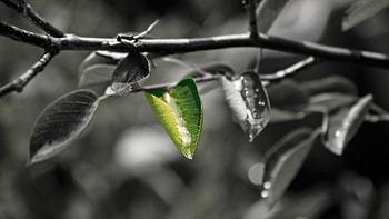 Macro, Sheet, Leaf, Grey HD wallpaper