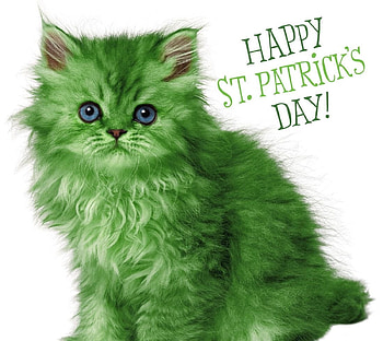 :), kitten, day, white, green, cute, cat, card, st patrick, pisici HD wallpaper