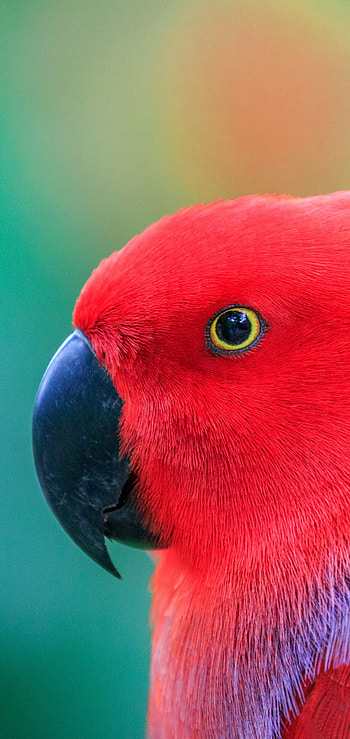 Eclectus, Parrots HD phone wallpaper