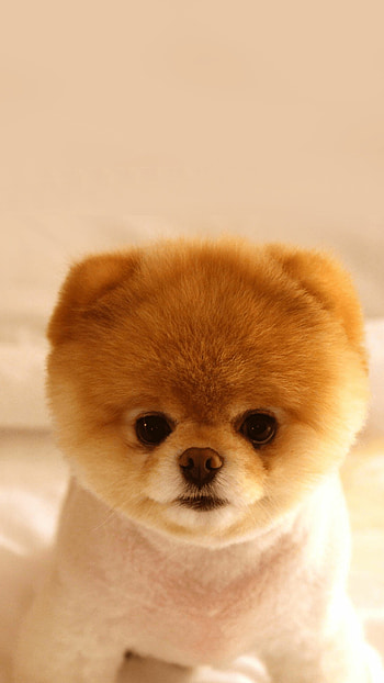 Adorable baby dog, , Perfect cuteness HD phone wallpaper