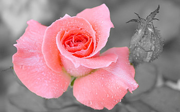 Plants, Flowers, Roses HD wallpaper