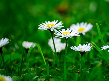 WIGHT & GREEN, wight, green, cool, nature, flowers HD wallpaper