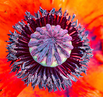Flower, Macro, Stamens, Pollen, Poppy, Pestle HD wallpaper