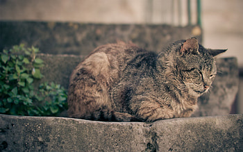 Animals, Cat, To Lie Down, Lie, Rest, Relaxation HD wallpaper