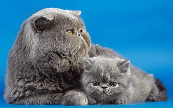 Animals, Cats, Background, Kitty, Kitten, Couple, Pair HD wallpaper