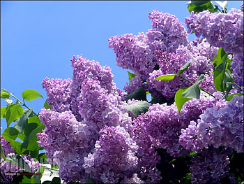 Plants, Flowers, Trees, Lilac, Violet HD wallpaper