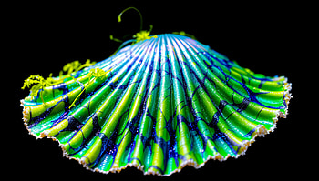 Colorful Seashell in Ultra, seashell, shell, colorful, nature HD wallpaper
