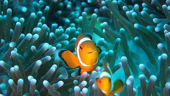 Clownfish fish underwater aquarium , Vibrant marine life, Aquatic paradise, Underwater beauty HD wallpaper