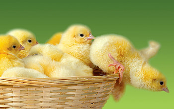 Animals, Chicks, Jump, Basket HD wallpaper