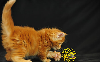 lovely cat, kitten, babe, pussy, cat HD wallpaper
