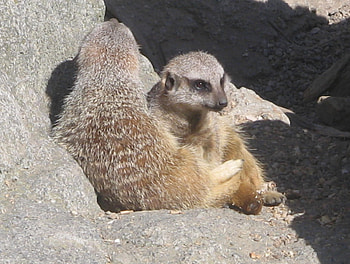 wellington zoo maracats, cute, happy HD wallpaper