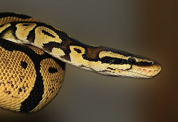 Detailed macro graph of a Ball Python snake showing its scales and coloration. HD wallpaper