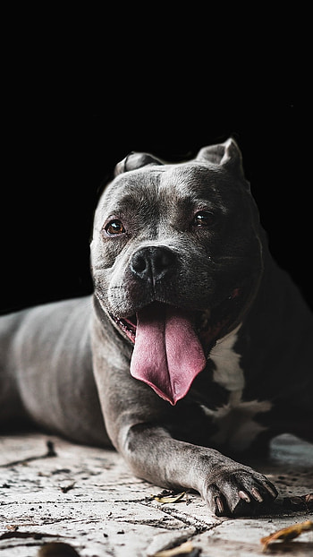 Pitbull Dog, Pet Animal graphy HD phone wallpaper