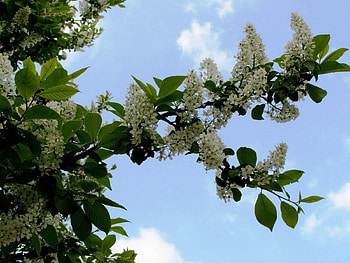 Flowers, Sky, Leaves, Clouds, Bloom, Flowering, Branch, Bird Cherry HD wallpaper