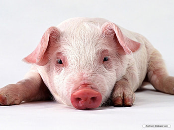 PIG FACE, pink, hog, swine, face, pig HD wallpaper