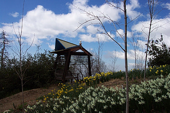 Daffodil Garden Sanctuary, garden, flowers HD wallpaper