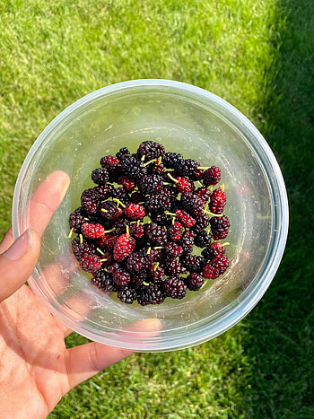 Mulberry health benefits, Immune-boosting properties, Well-being booster, Superfruit HD phone wallpaper