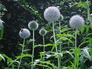 In a country garden., greenery, silver, globes, flowers HD wallpaper
