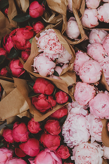 Flowers, Pink, Peonies, Bouquets HD phone wallpaper