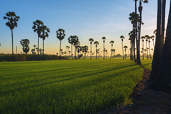 Sunrise, farms, landscape, adorable and green HD wallpaper