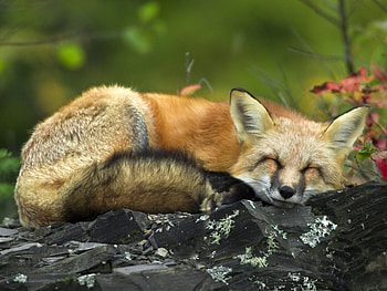 Animals, Fox HD wallpaper