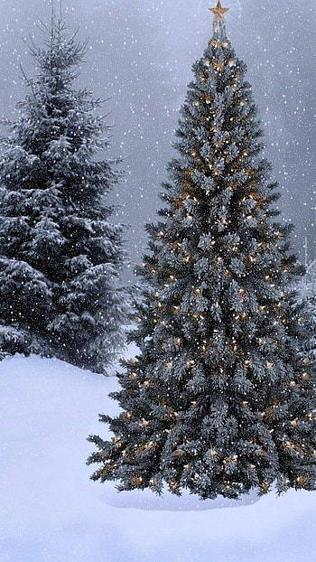 Christmas Tree On Snowy Day, winter, tree, holiday, Christmas HD phone wallpaper