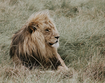 Lion, relaxed, predator, outdoor HD wallpaper