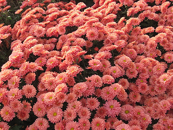 Plants, Flowers HD wallpaper