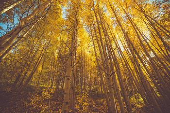 Golden Fall Season Forest , forest, nature HD wallpaper