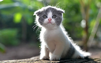 Kitten, animal, white, green, cute, cat HD wallpaper