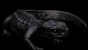 Сrocodile newt, Salamander HD wallpaper