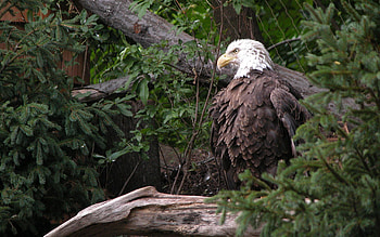Animals, Grass, Feather, Bird, Predator, Eagle HD wallpaper