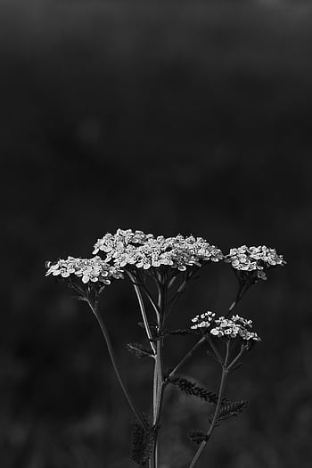 Monochrome close-up of yarrow flowers showcasing their delicate petals and natural form. HD phone wallpaper