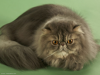 Smoke, Persian Cats HD wallpaper