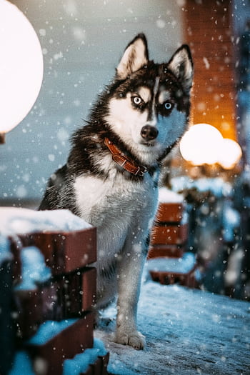 Charming Siberian Husky sitting in a snowy outdoor setting during twilight, surrounded by lamps. HD phone wallpaper