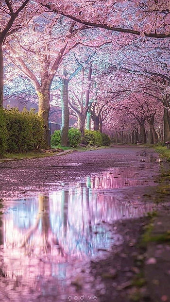 Spring, Pink Spring HD phone wallpaper
