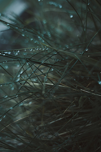 Grass, Drops, Macro, Wet, Dew HD phone wallpaper
