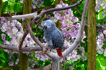Little bird, Flowers, Parrot, Spring, Branches HD wallpaper