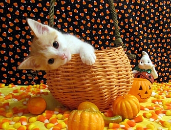 Sweet Halloween, kitten, cat, candies, pumpkins, basket, love four seasons, halloween, animals, autumn, fall season HD wallpaper
