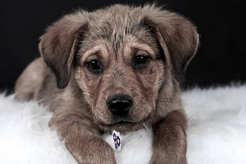 Dog, sweet, animal, dogs, cute, beautiful, puppys, puppy, pretty, animals, lovely HD wallpaper