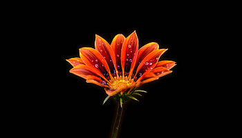 Yellow flower, bright, portrait HD wallpaper