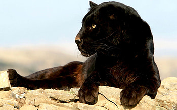Animals, Puma HD wallpaper