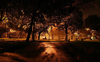 Plants, Cities, Trees, Autumn, Night, Parks HD wallpaper