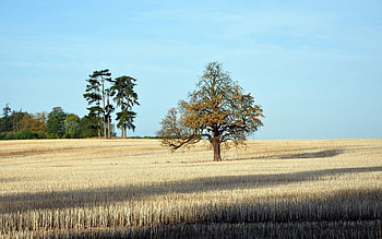Nature, Autumn, Wood, Tree, Field, Shadows, Lonely HD wallpaper