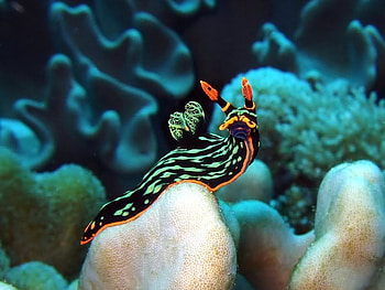 Undersea Creature, colors, creature, water, ocean HD wallpaper