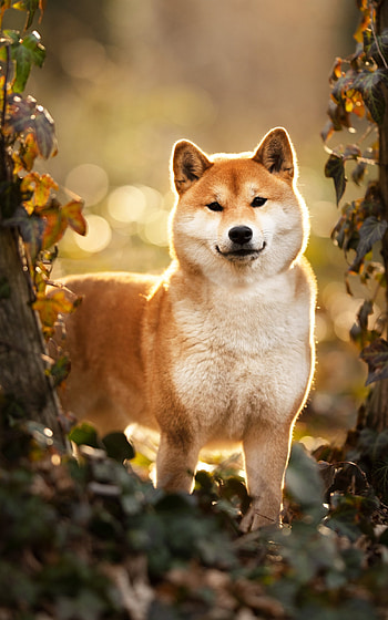 Animal, shiba inu HD phone wallpaper
