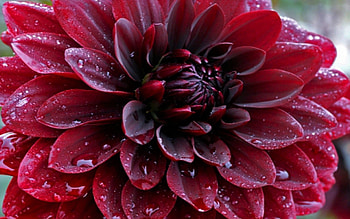 Dahlia, macro, flower, red HD wallpaper